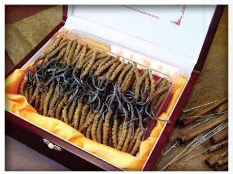 山海关冬虫夏草回收